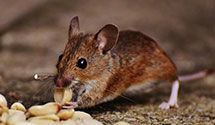 24 Hour & Emergency Exterminators in Harlem, PA